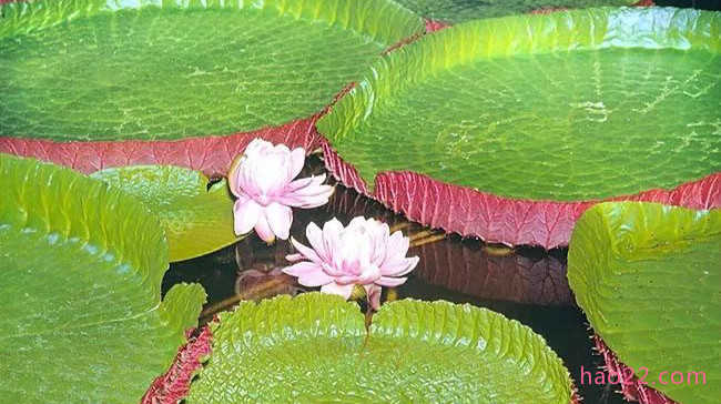 世界十大热带雨林植物 样子千奇百怪的植物 